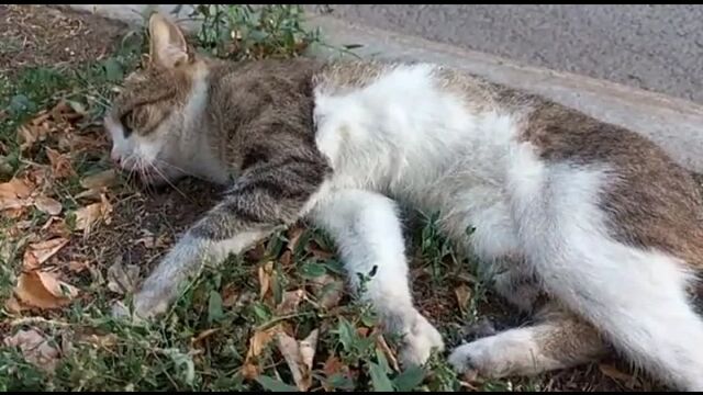 HD порно 186964