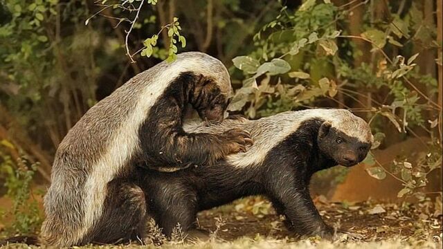 HD порно 162740