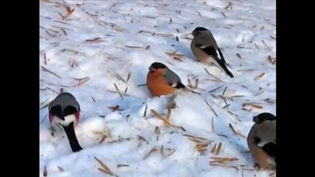 HD порно 111211