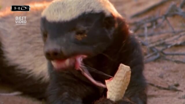 HD порно 190464