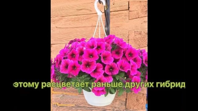 HD порно 186726