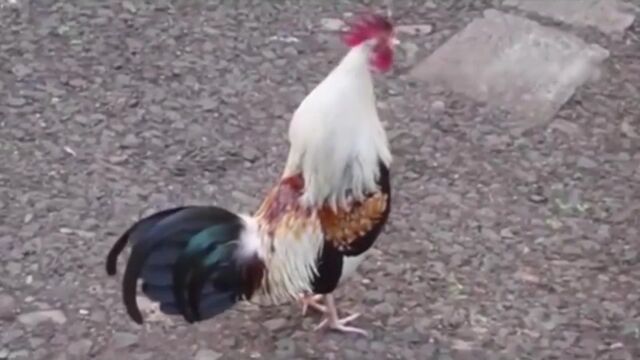 HD порно 115020