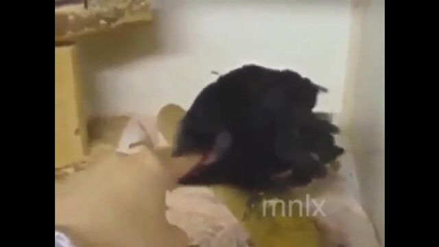 HD порно 186333